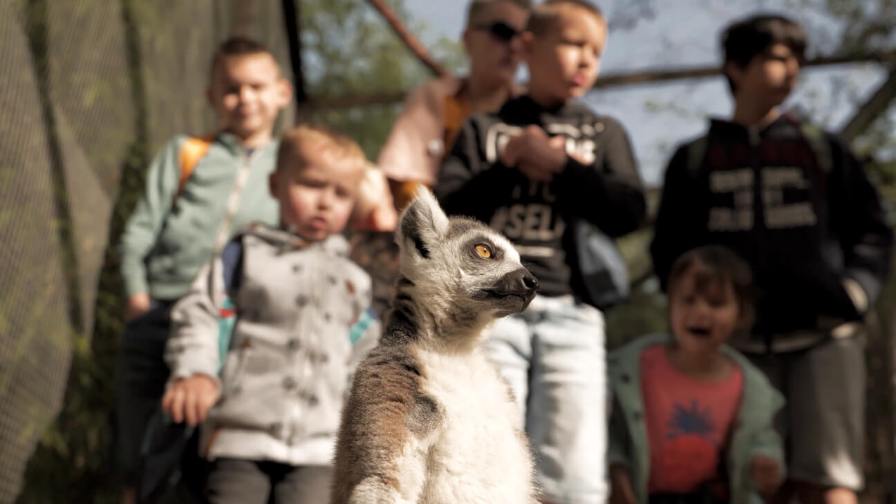 Kinderen kijken naar dieren in Familiepark Harry Malter