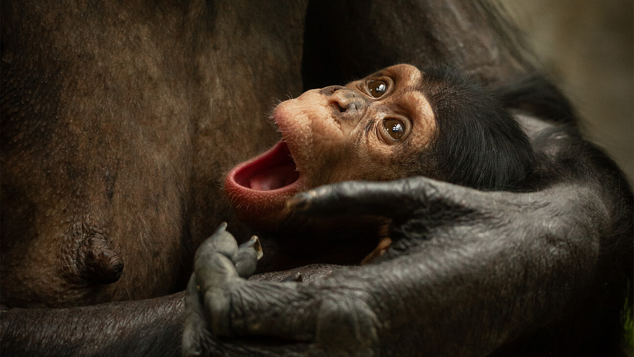 Chimpansee in de Zoo van Antwerpen