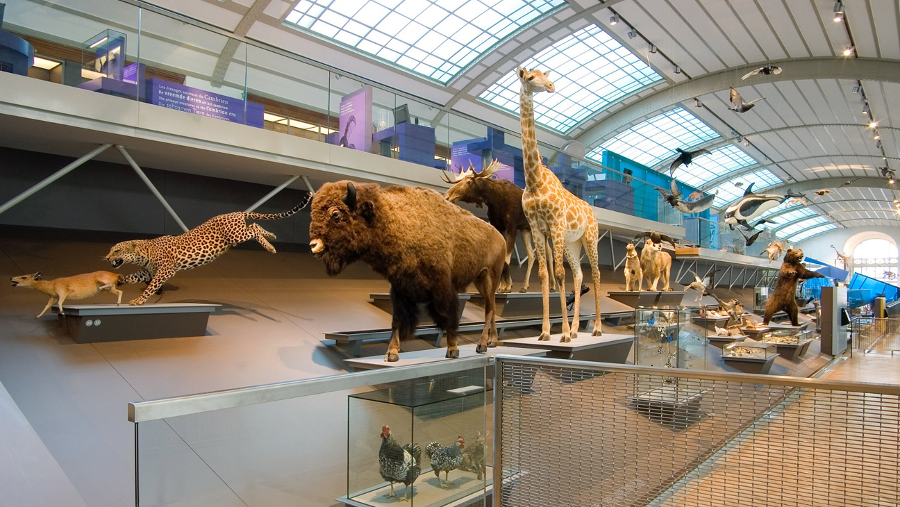 Verschillende diersoorten in een hal van het Museum voor Natuurwetenschappen