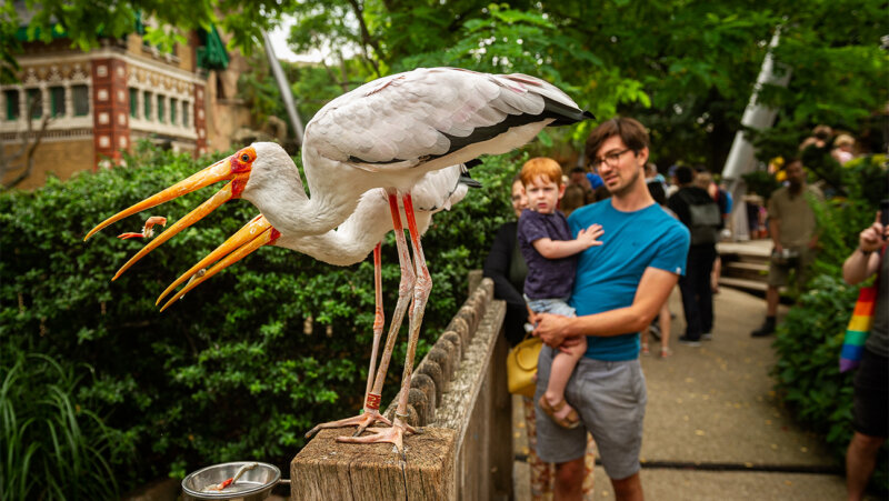 Man en kind kijken naar vogels in de zoo van Antwerpen