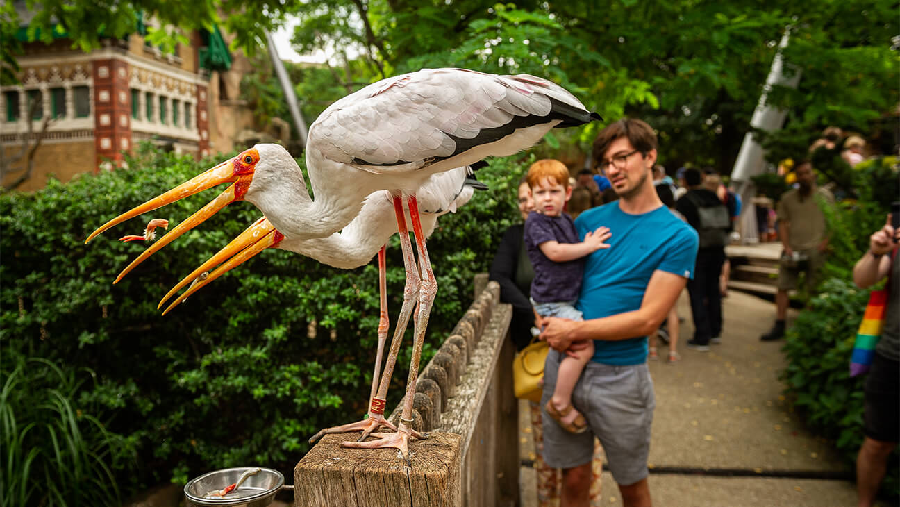 Man en kind kijken naar vogels in de zoo van Antwerpen