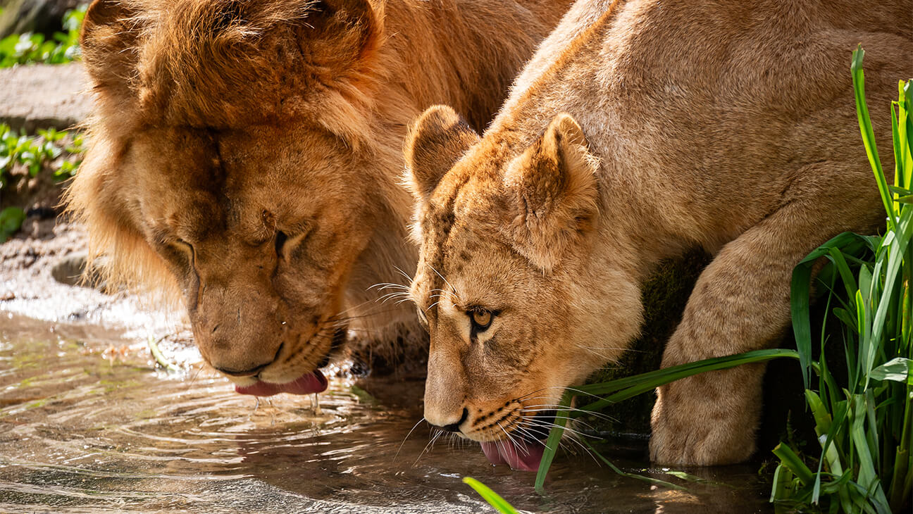 Leeuwen drinken water in de zoo van Antwerpen