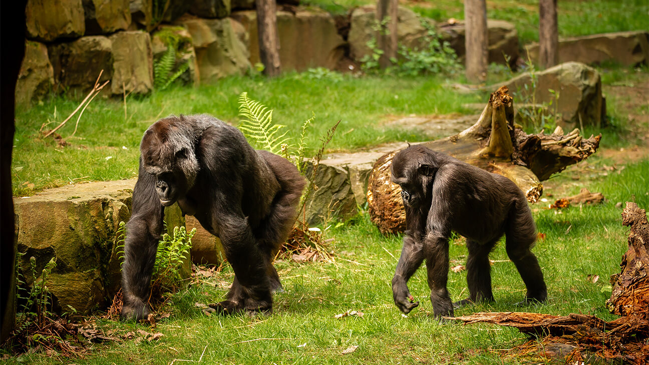Apen in de zoo van Antwerpen