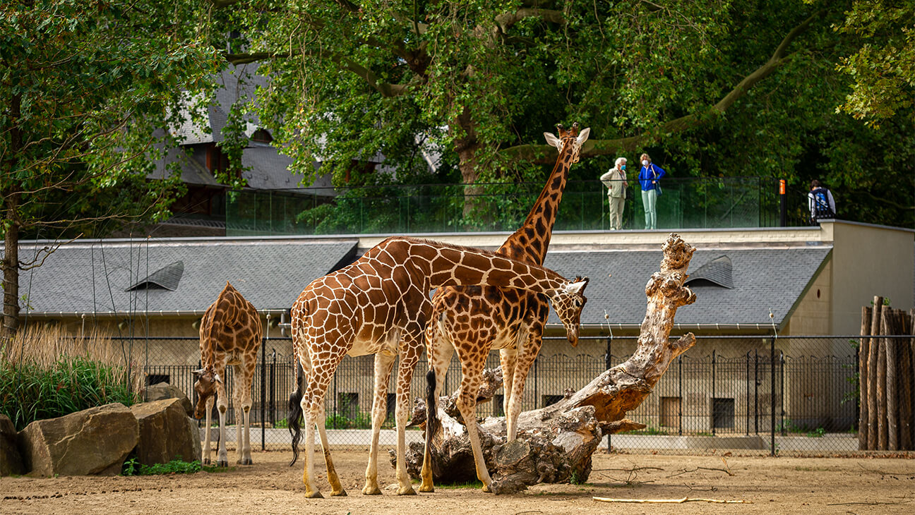 Giraffen in de zoo