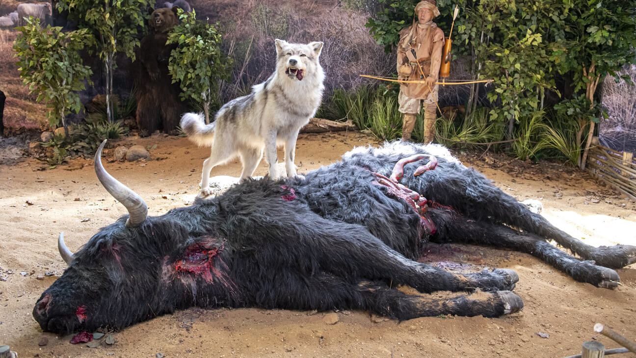 Wolf en jager 