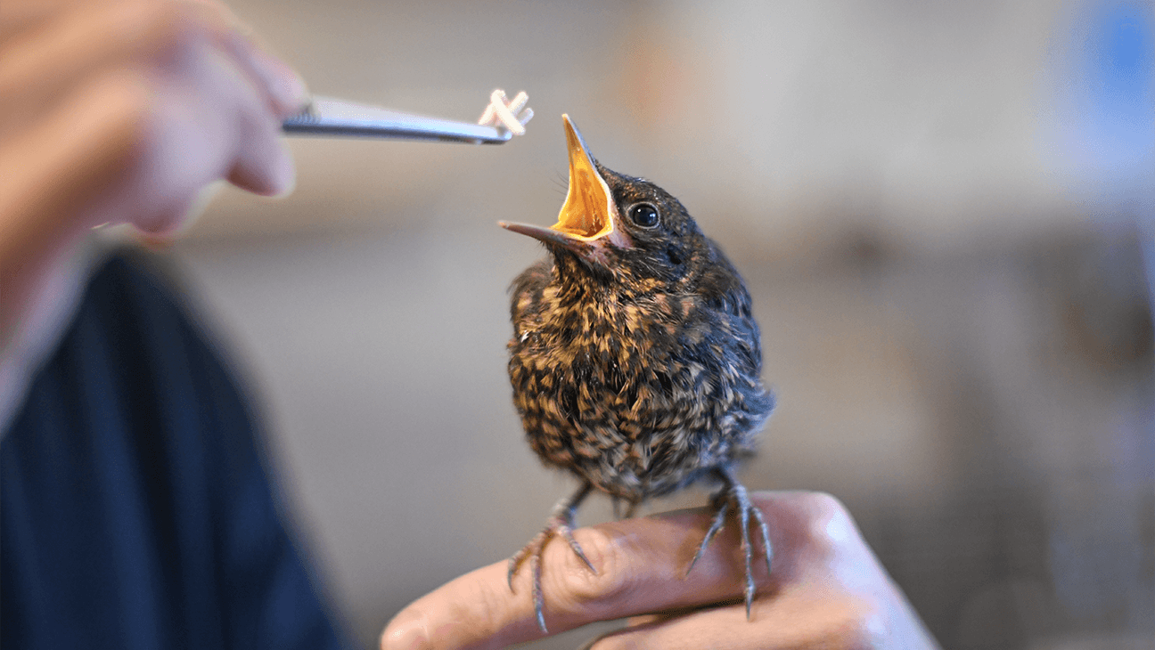 Vogel krijgt eten in het Opvangcentrum voor vogels en wilde dieren