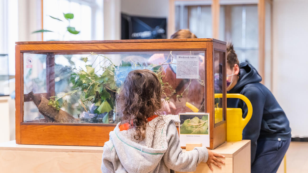 Bak met wandelende takken in De Wereld van Kina: de tuin