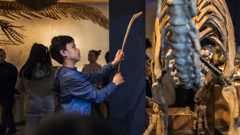 Natuurhistorisch Museum Reis door de Tijd