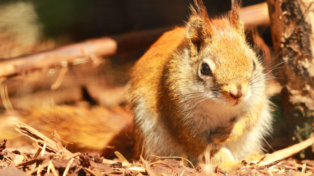 Eekhoorn in Dierenpark De Oliemeulen