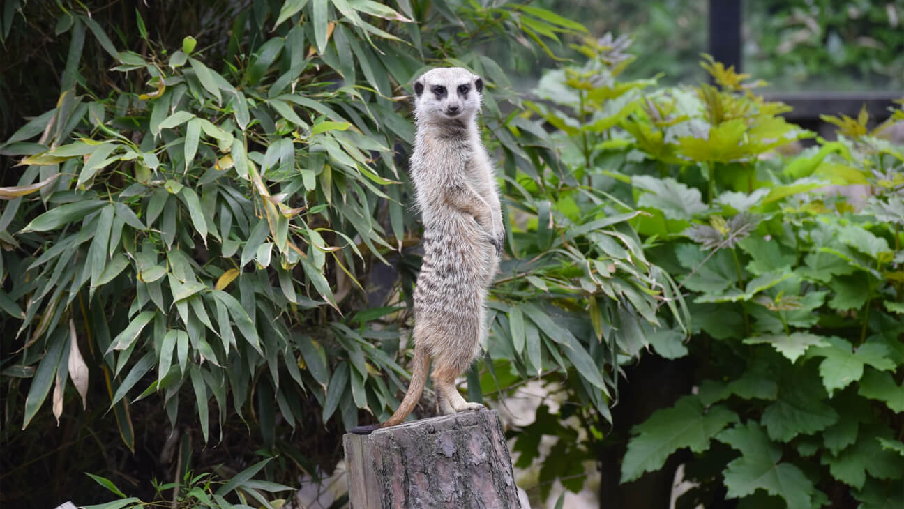 Stokstaartje in Dierenpark De Oliemeulen