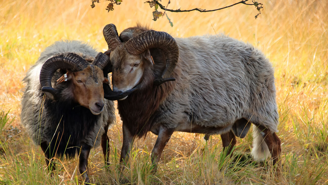 2 rammen naast elkaar in de weide