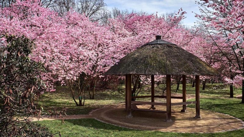 Japanse tuin Hasselt