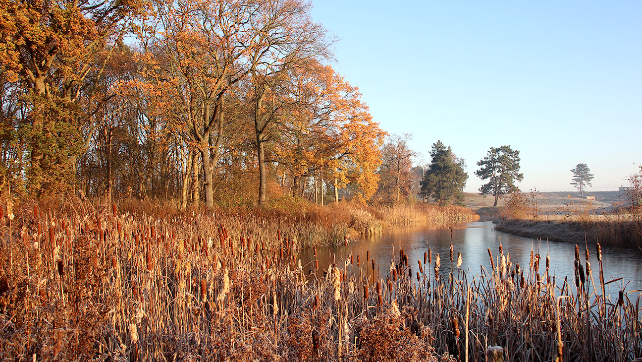 Zwin Natuur Park Bomen