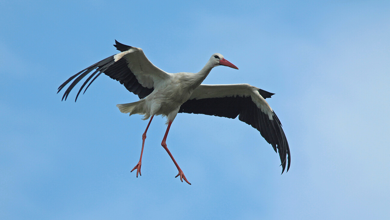 Trekvogel de Ooievaar