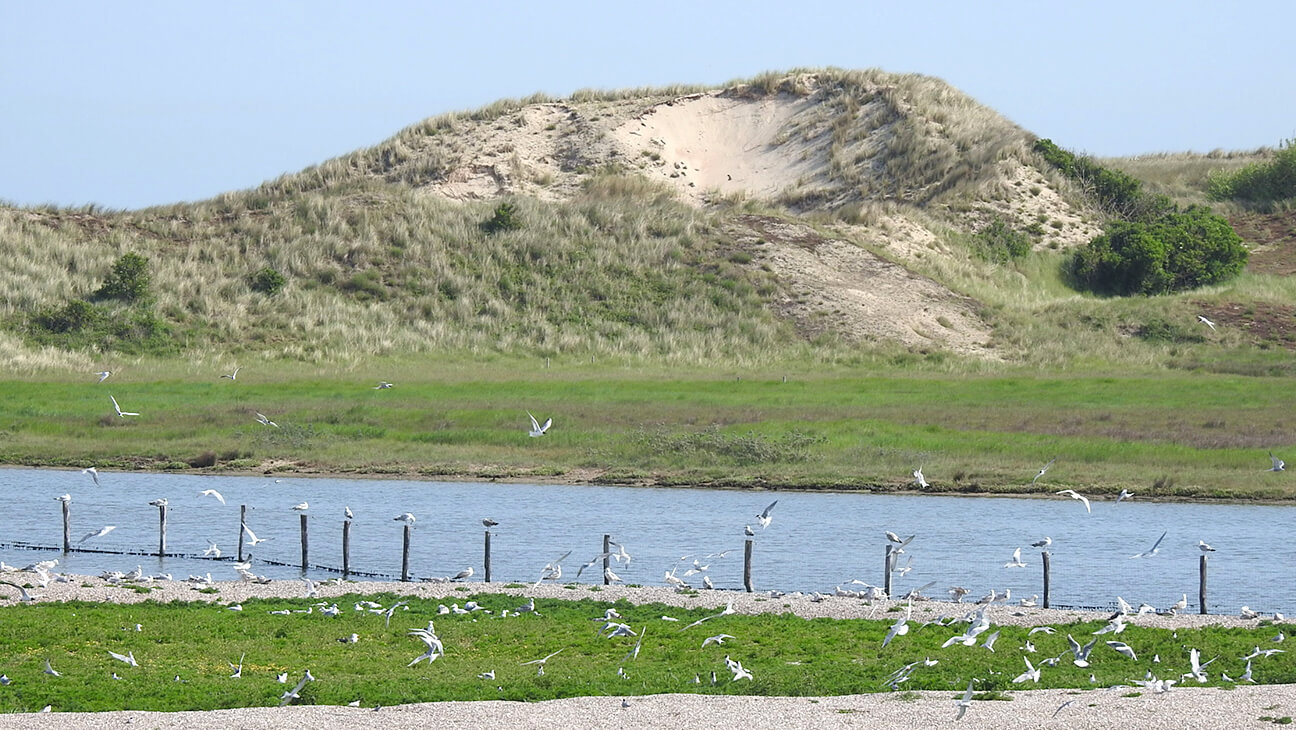Duinen aan zee