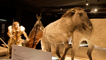 Gallo-Romeins Museum permanente tentoonstelling ‘Van neanderthaler tot Gallo-Romein’