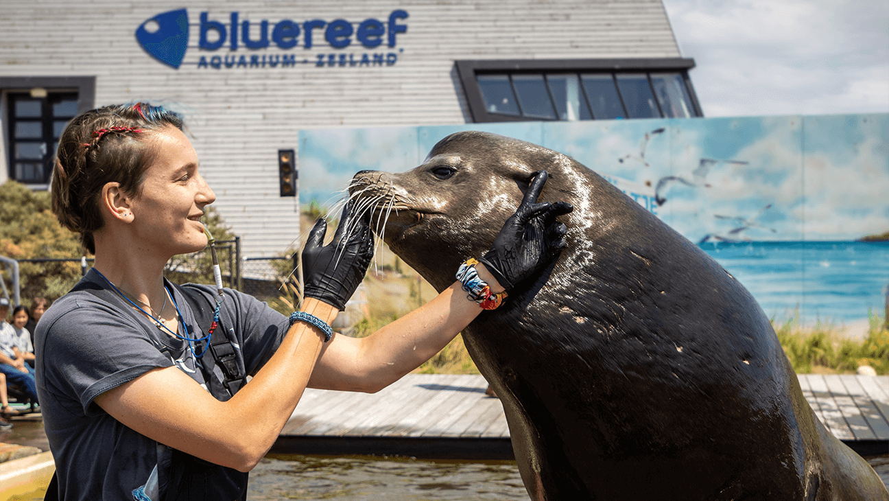 Zeehond met een trainer