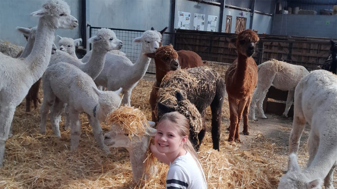 Meisje geeft Alpaca's te eten