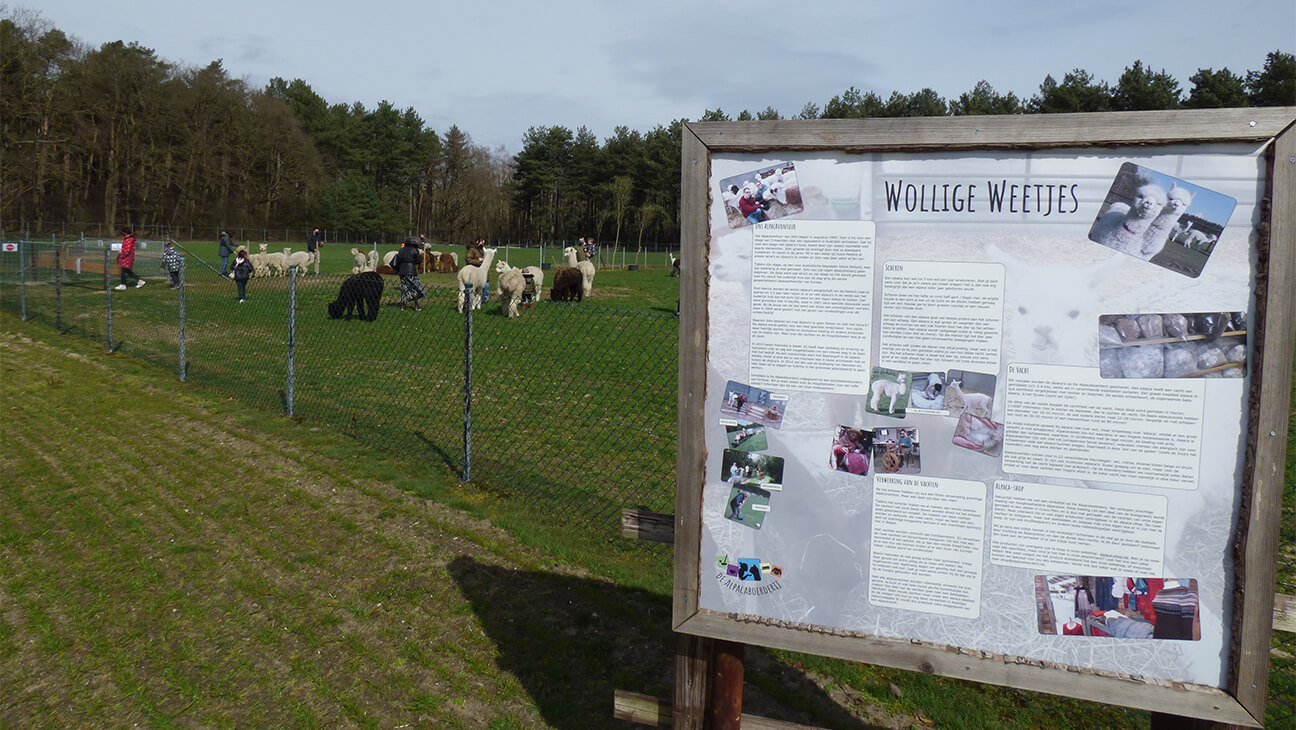Veld met Alpaca's