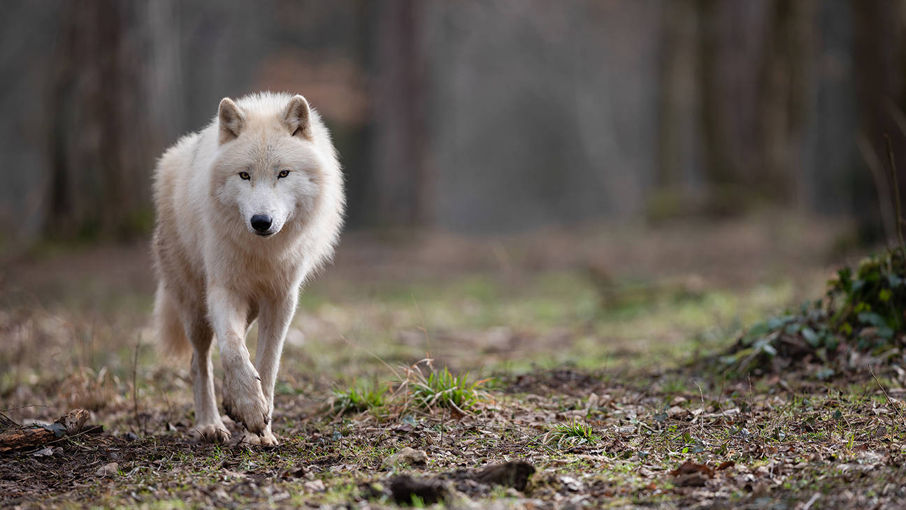 Wolf