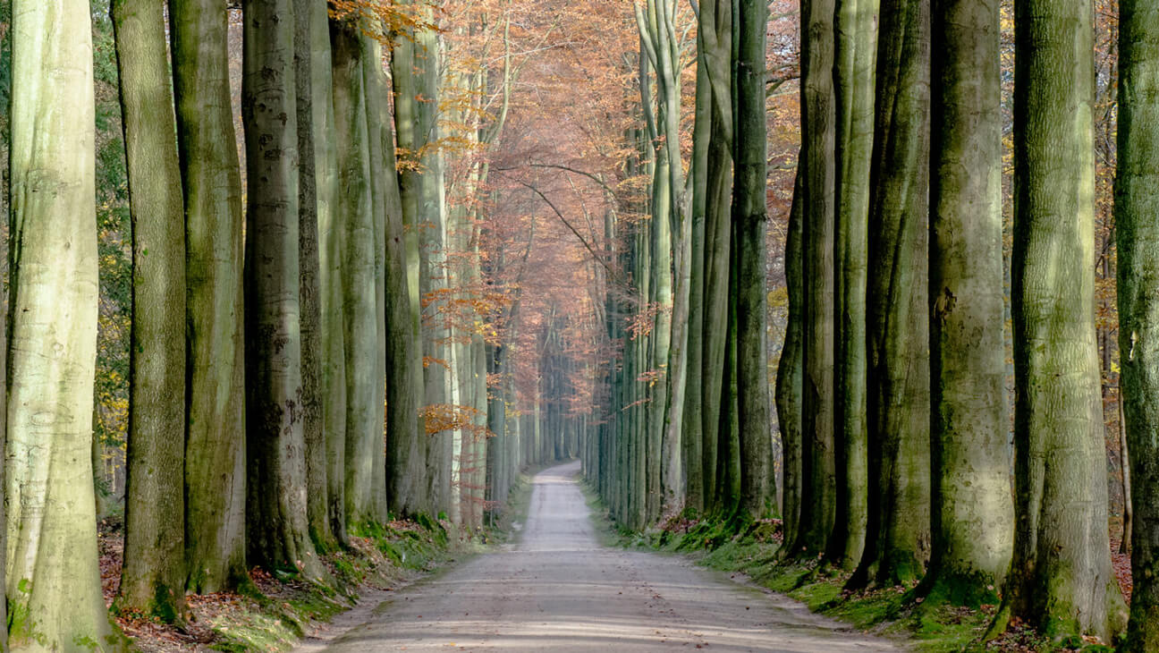 Tervuren bos