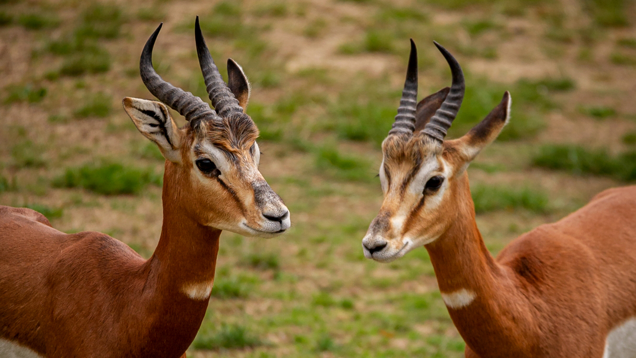 Gazelles in Zoo Planckendael