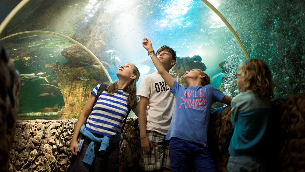 Gezin kijkt naar aquarium in Sealife Blankenberge