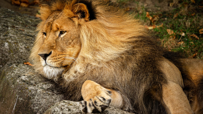 Zoo Antwerpen - Leeuw Nestor