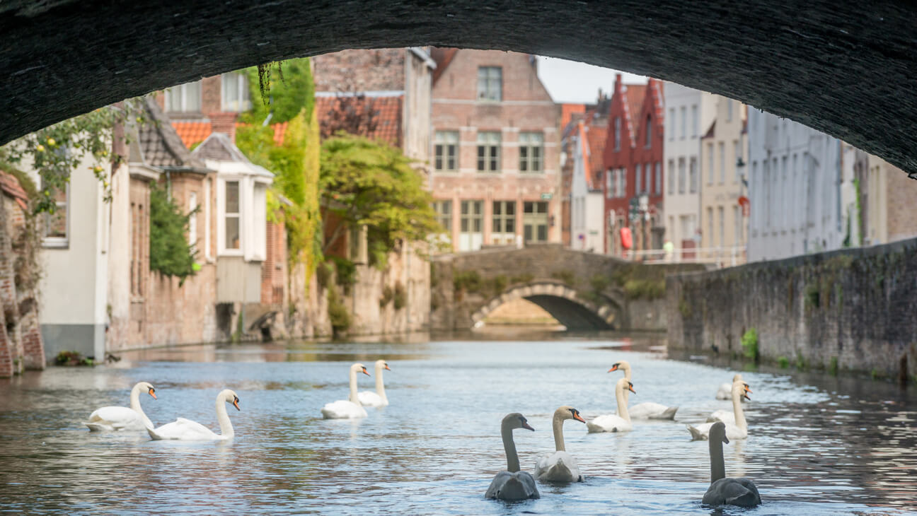 Zwanen op de Rei in Brugge