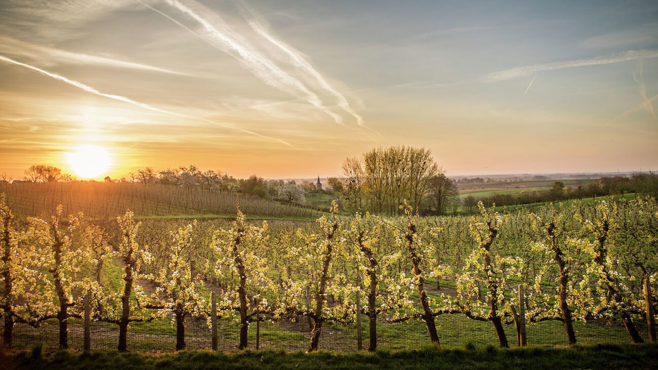 Zonnig landschap in Haspengouw