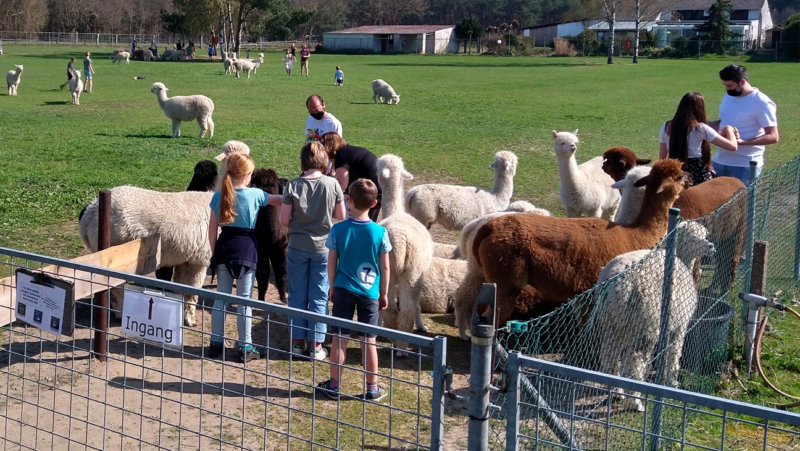 Bezoekers aan de alpaceboerderij