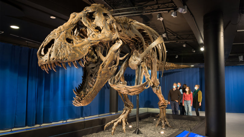 T-rex in het Museum voor Natuurwetenschappen