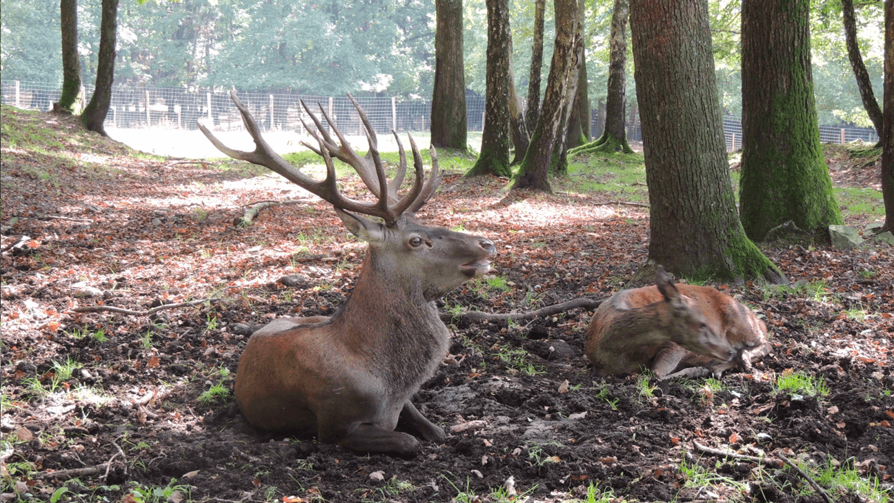 Hert in Le Parc à Gibier de La Roche en Ardenne