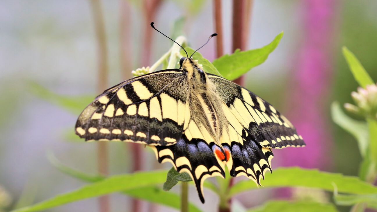 Vlinder koningspage