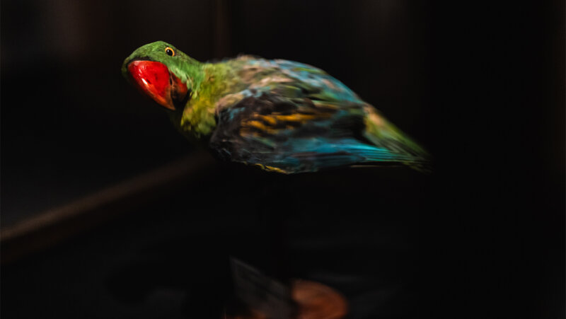 Foto van papegaai uit Expo Wonderkamer van de WAARHEID