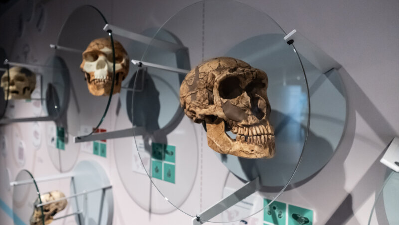 Schedels in 'Espace Muséal d'Andenne'