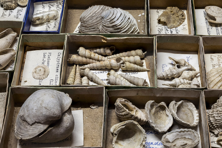 Schelpencollectie KU Leuven