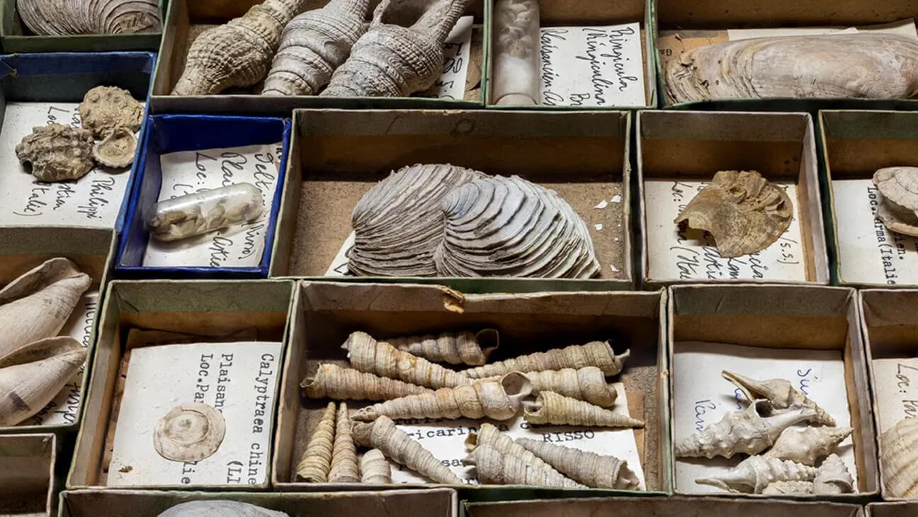 Schelpencollectie KU Leuven