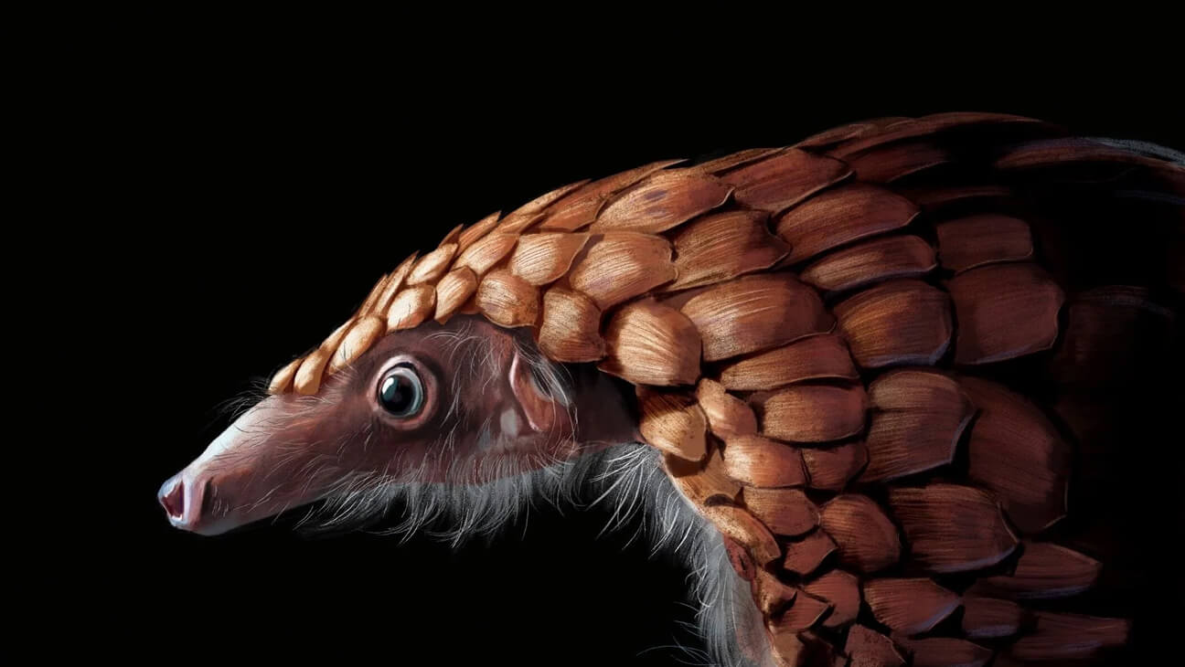 Illustratie van Paco Vink uit 'Wij zijn de nacht. De tofste dieren van het donker'