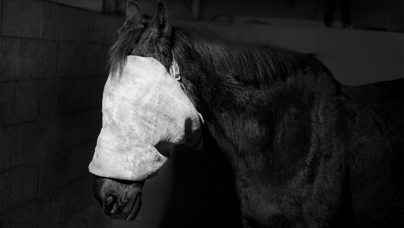 Foto van een paard van Tom Callemin