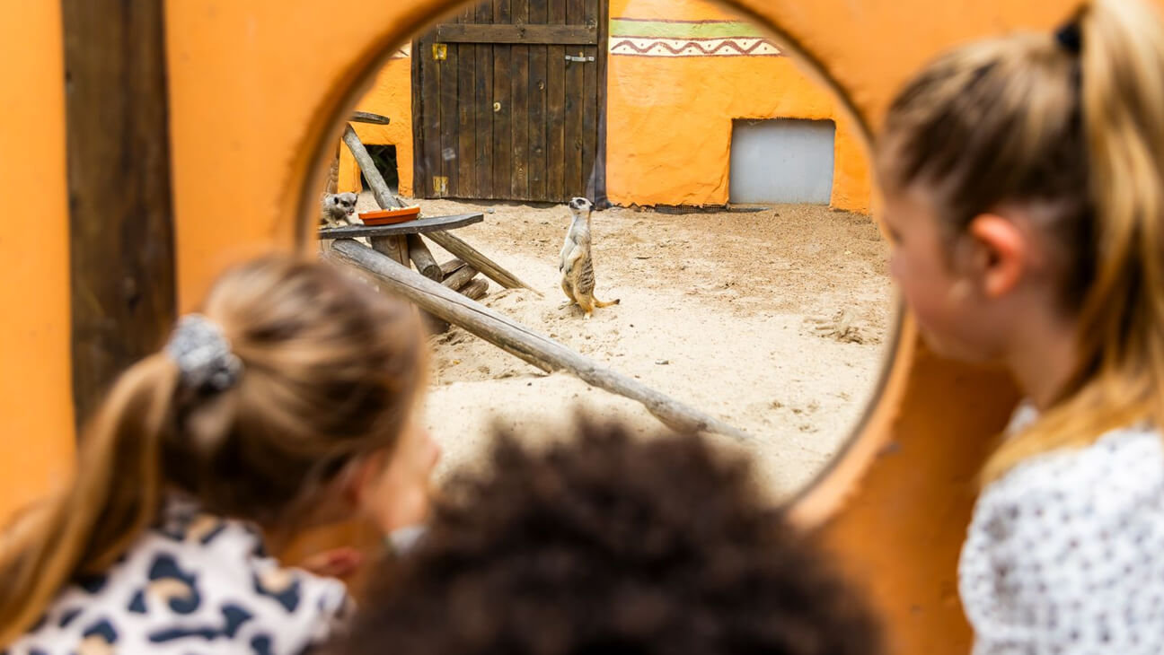 Stokstaartje in Jungle City